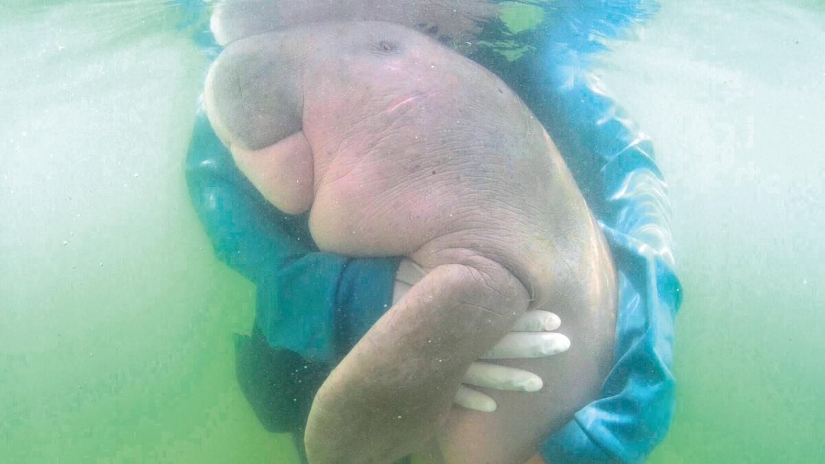 Dugong dies from shock, eating plastic