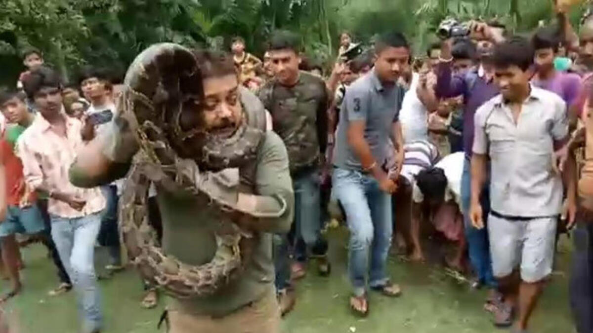 Video: Python selfie nearly costs forest ranger his life 