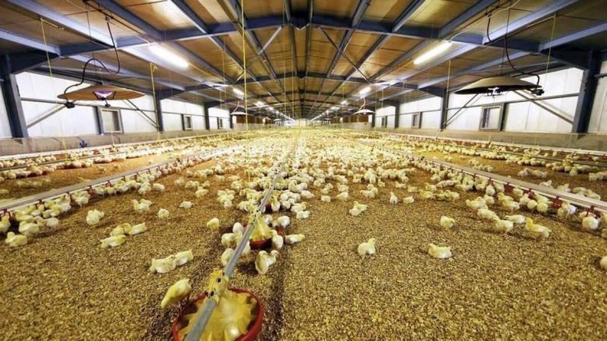 UAE lifts ban on eggs, poultry products from Italy, Bulgaria