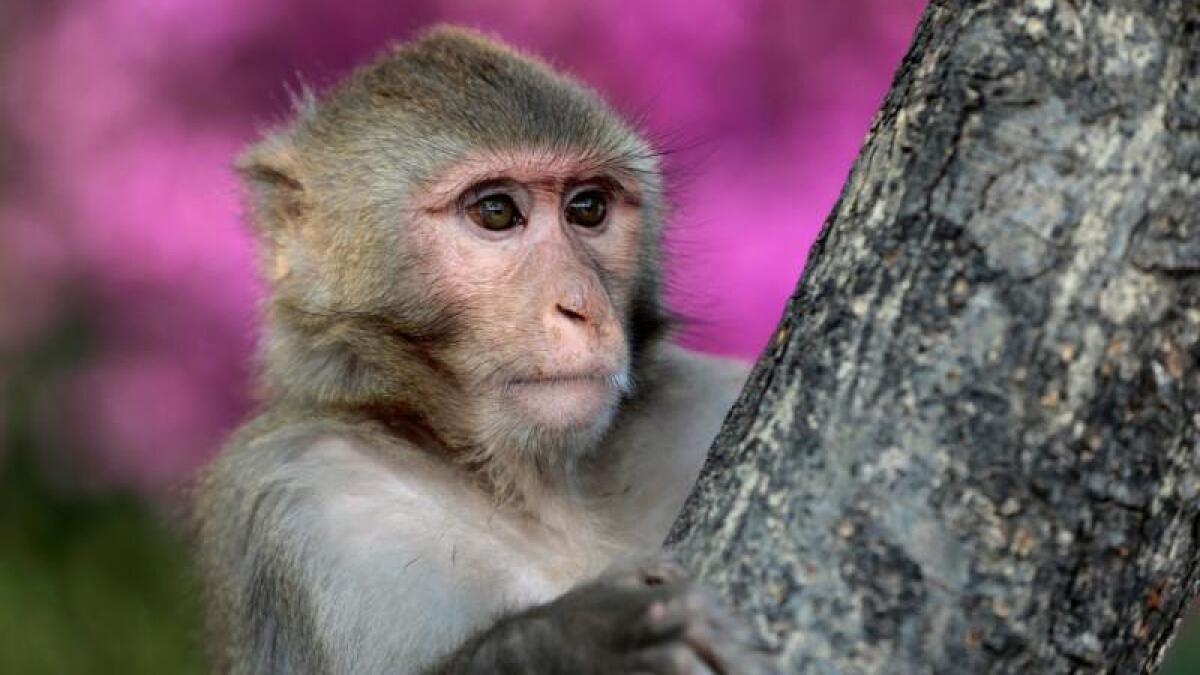 Expat worker, scared of monkeys, falls to his death from mountain