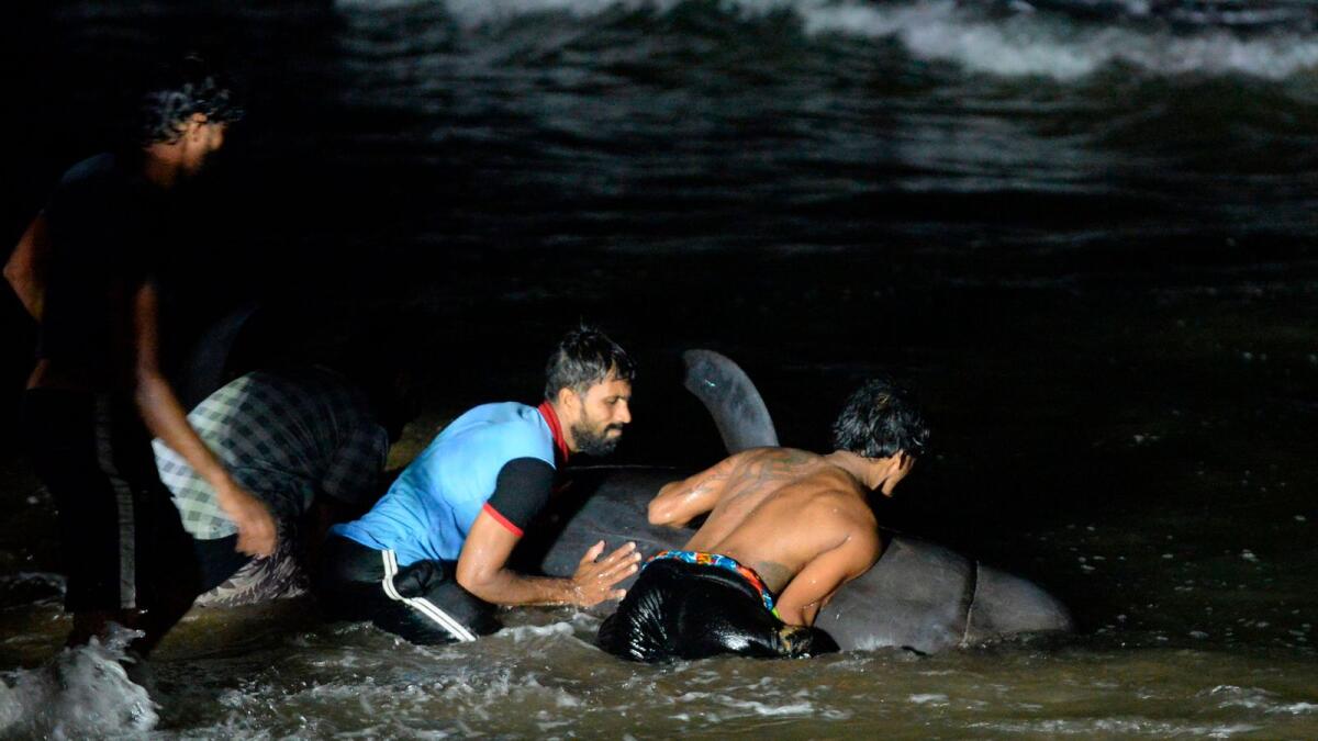 Sri Lankan volunteers try to push back a stranded short-finned pilot whale at the Panadura beach, 25km south of the capital Colombo on November 2, 2020.