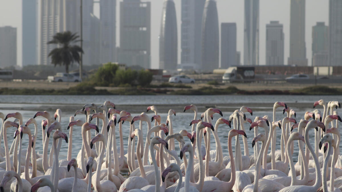 Flamingos in the city