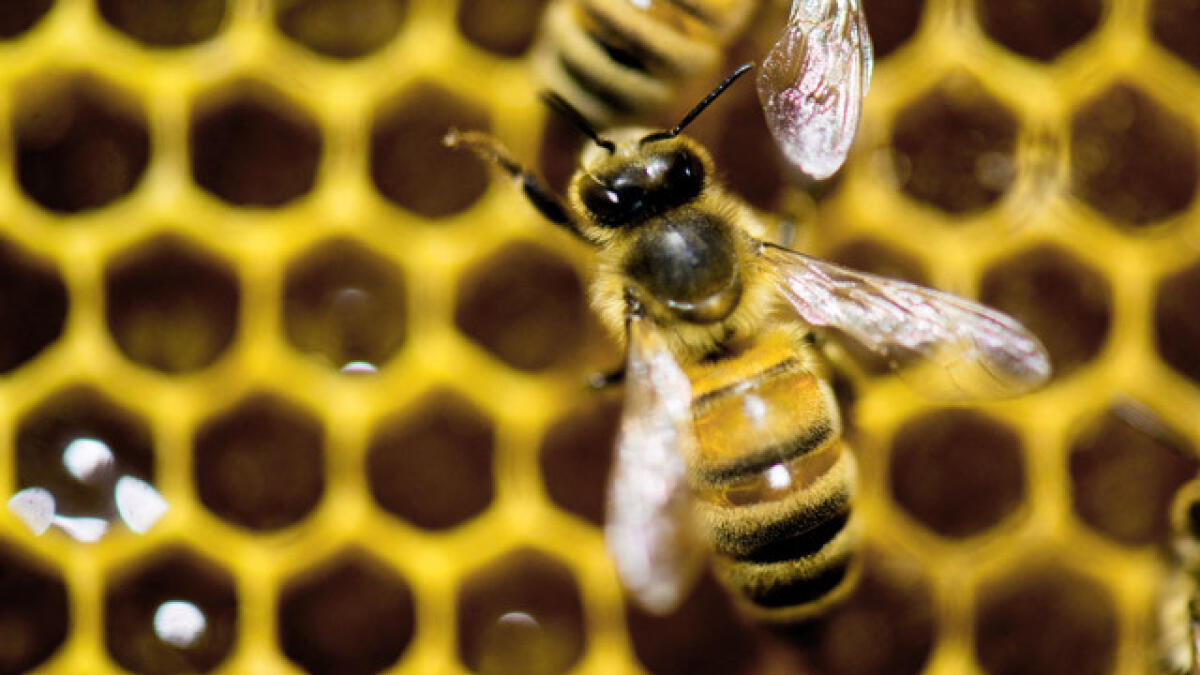 Man survives 500 to 1,000 stings by swarming Arizona bees