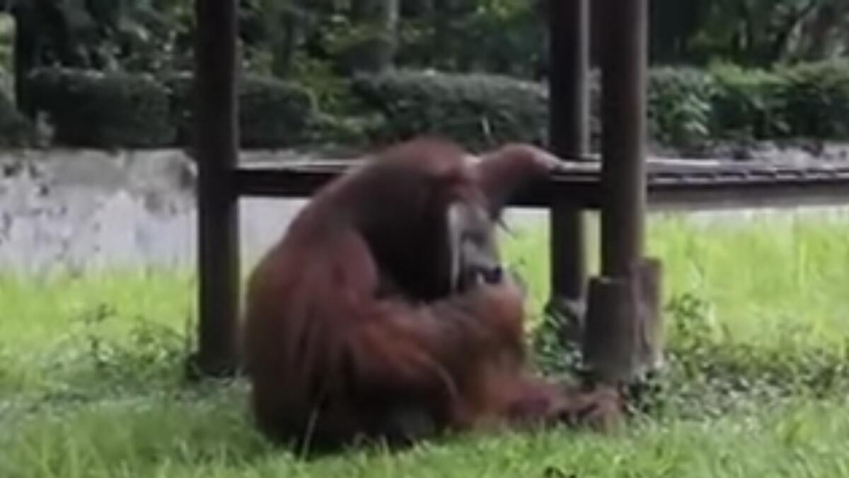  Orangutan caught smoking Cigarette on camera