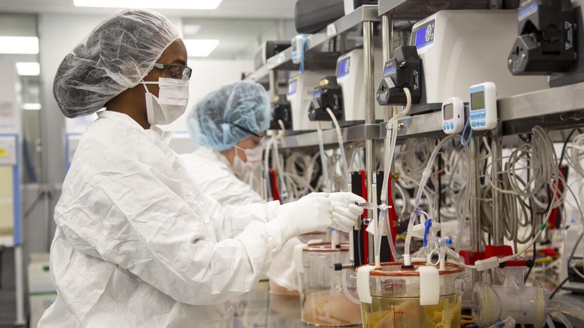 echnicians work with pig livers growing in a bioreactors in a Micromatrix laboratory. — AP