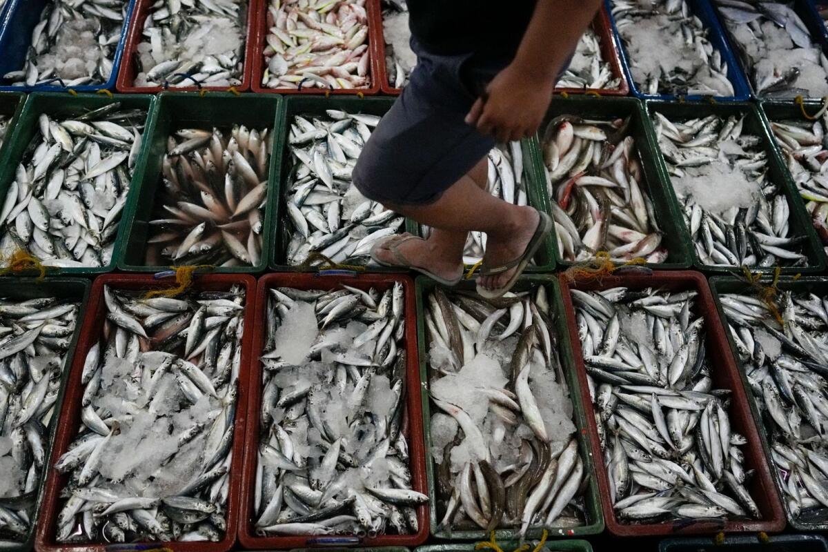 A man inspects newly caught fish at a market in Tacloban, Leyte, Philippines. — AP