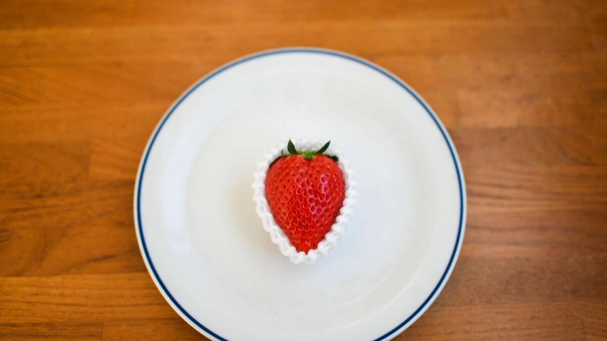 A wintertime strawberry, swaddled in protective padding, in Tokyo. In Japan, the strawberry crop peaks in wintertime — a chilly season of picture-perfect berries, the most immaculate ones selling for hundreds of dollars apiece to be given as special gifts. (Noriko Hayashi/The New York Times)