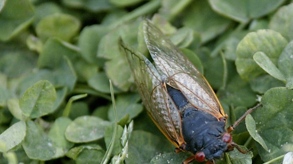 A cicada rests on the grass in Alexandria, Virginia.