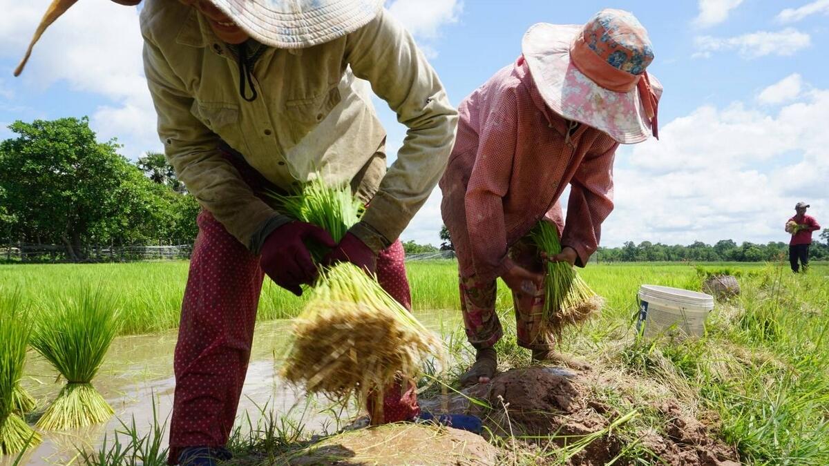 Rice cultivation remains a staple of rural life but with poor market access. - Reuters
