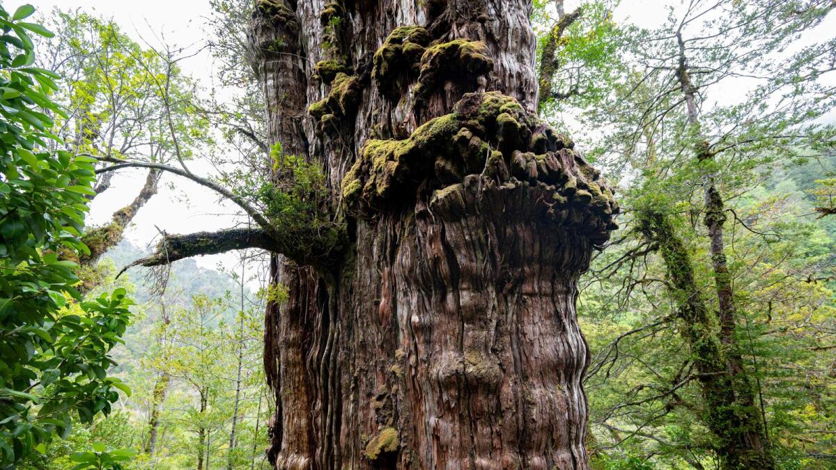 Detail of the 'Alerce Milenario' at the Alerce Costero National Park in Valdivia, Chile, taken on April 10, 2023. In a forest in southern Chile, protected from fires and logging that decimated the species, a giant alerce tree has survived for thousands of years. — AFP
