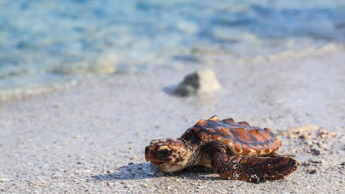 14 turtles released on Abu Dhabis Saadiyat Beach