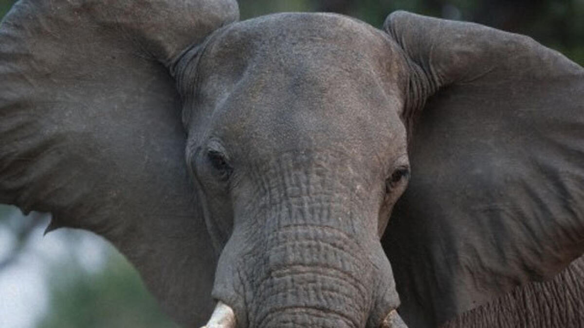 Escaped circus elephant Baby kills 65-year-old German man