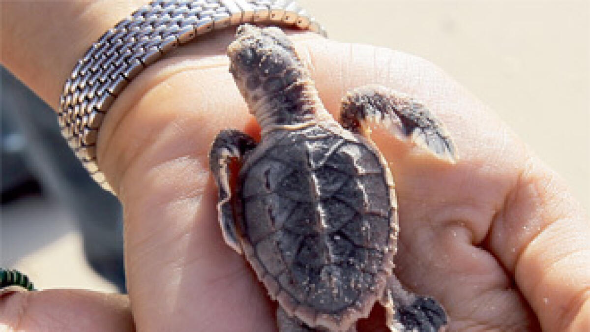 Turtle conservation takes baby steps in Dubai