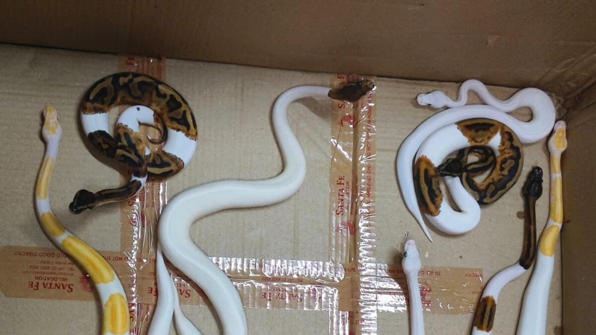 The snakes found inside the luggage box. — Courtesy: Twitter