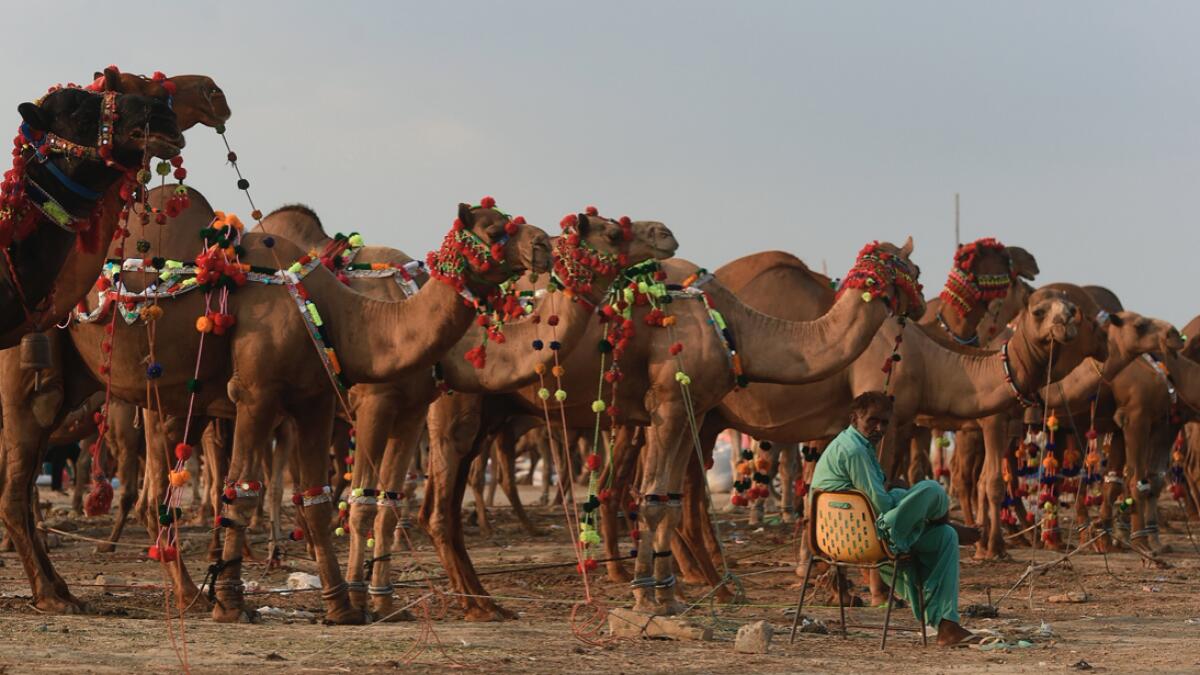 A camel vendor wait for customers at a camel market set up for the upcoming Eid Al Adha festival or the 'Festival of Sacrifice' in Karachi.   Photo: AFP
