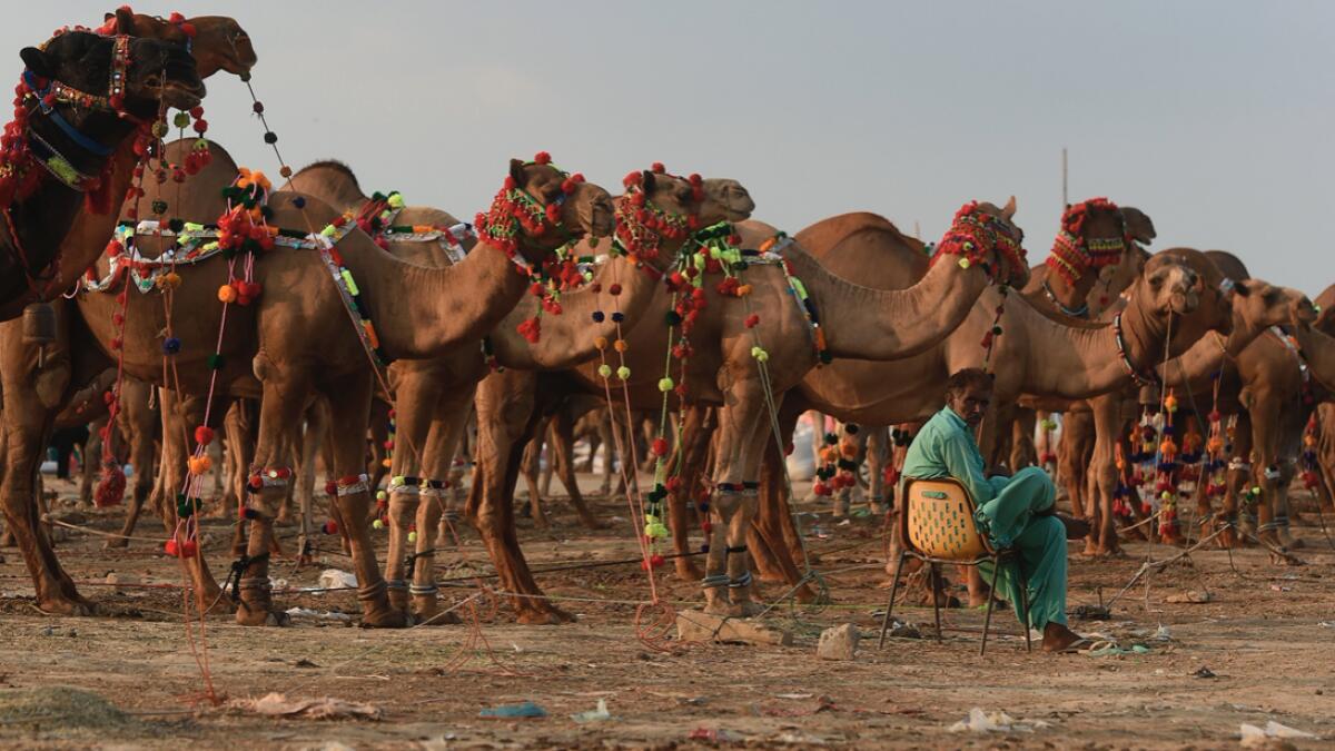 A camel vendor wait for customers at a camel market set up for the upcoming Eid Al Adha festival or the 'Festival of Sacrifice' in Karachi.   Photo: AFP