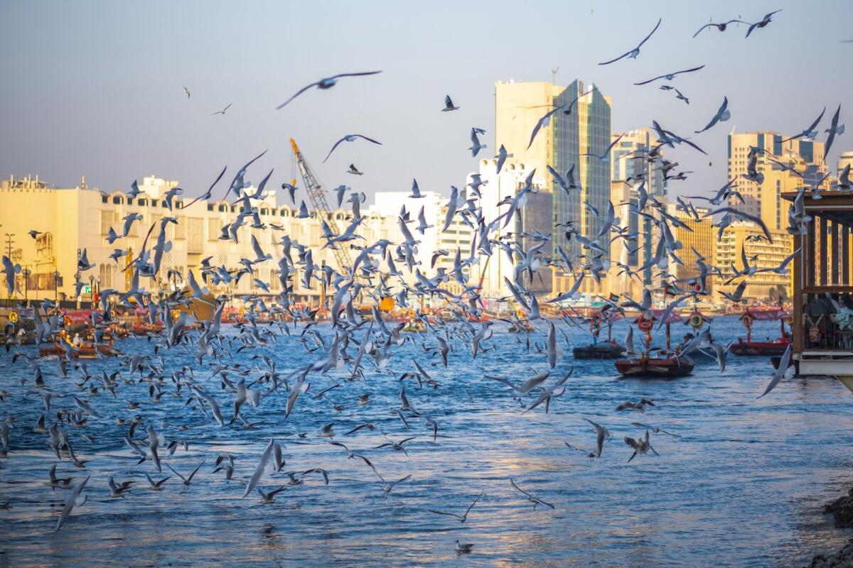 As winter arrives in the UAE, seagulls fly in large numbers in Dubai Creek. December 26  2023. KT Photo: Shihab