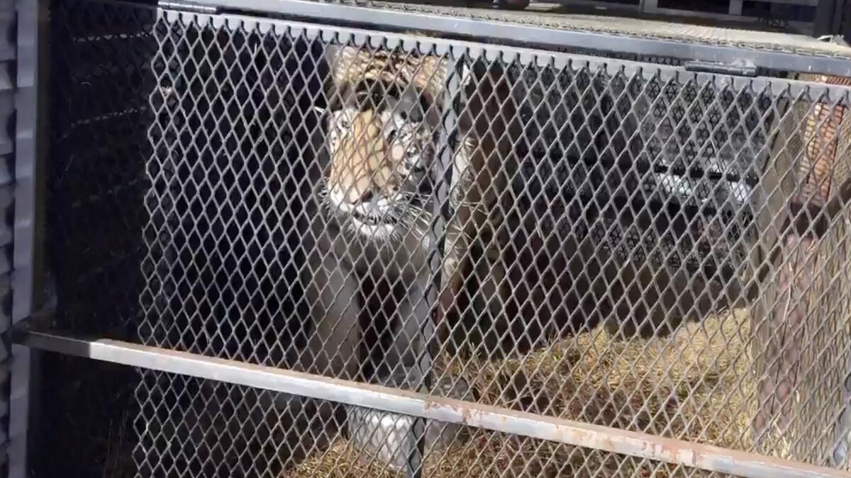 Video: Man breaks into house, finds 450kg tiger inside