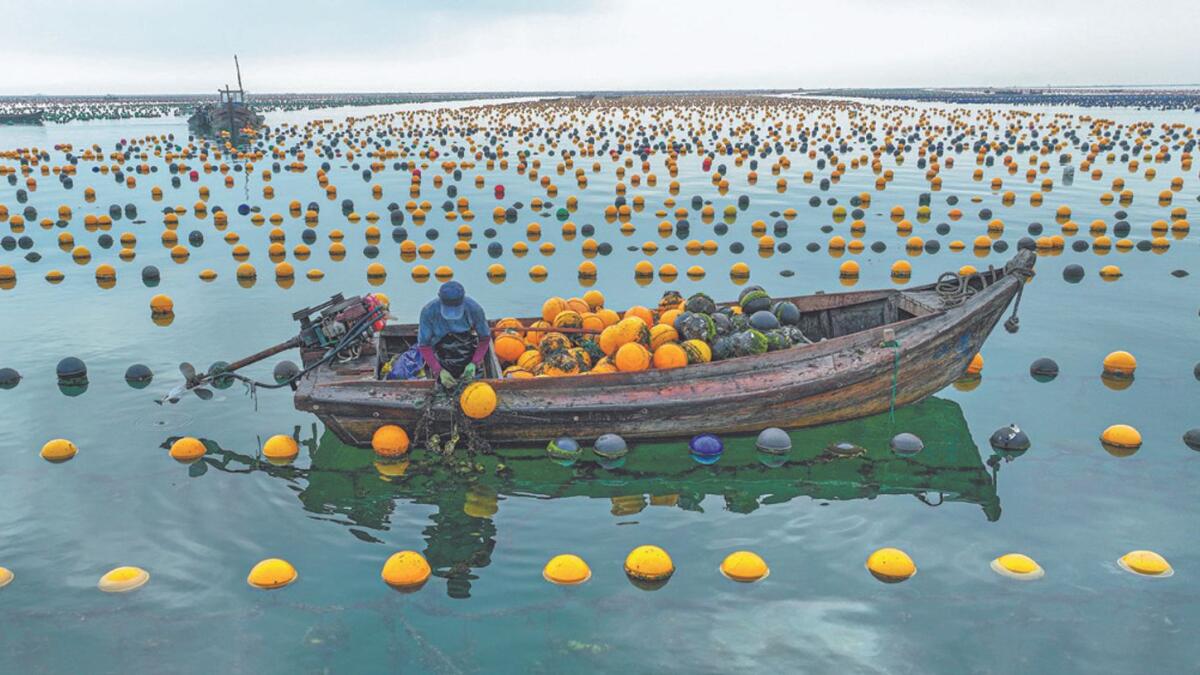 A ﬁsherman checks buoys made from eco-friendly materials that pose no harm to the ocean environment at an aquaculture farm in Rongcheng, Shandong. LI XINJUN / FOR CHINA DAILY