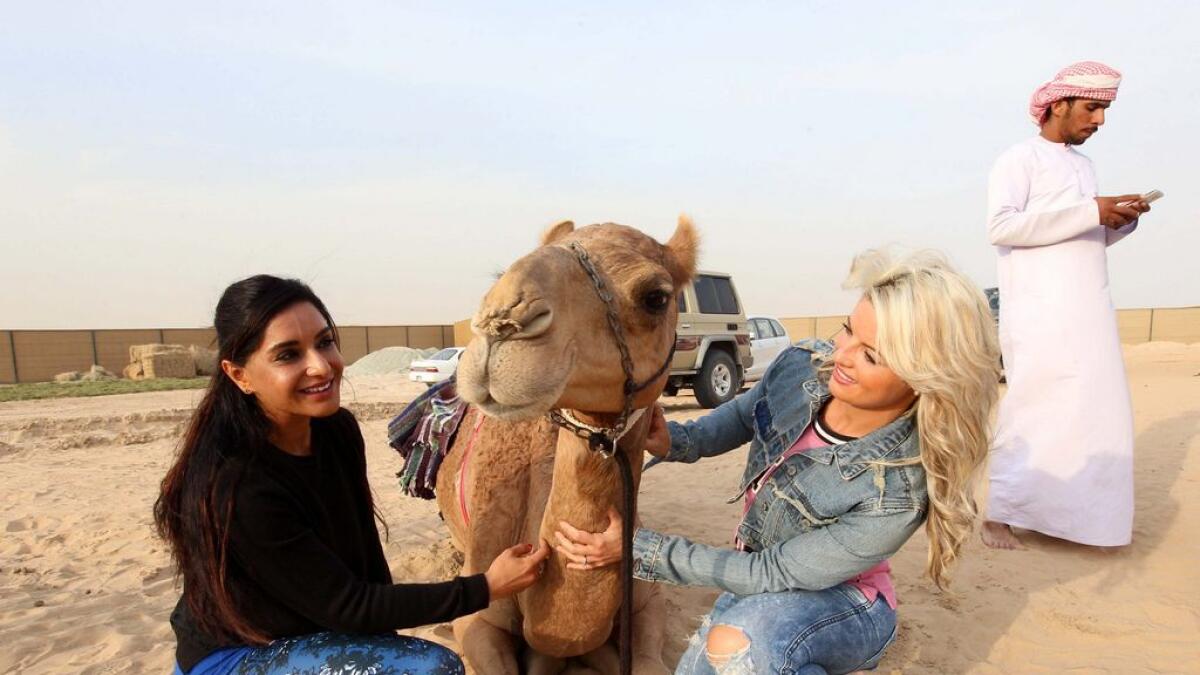 Watch: Thirteen UAE residents prepare for journey on camels