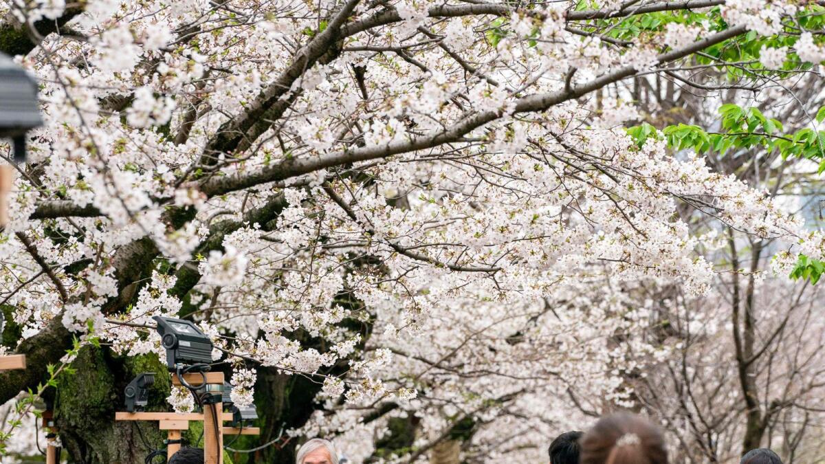 People visit to cherry blossom viewing at Chidorigafuchi, one of the moats around the Imperial Palace in Tokyo on Thursday. — AFP