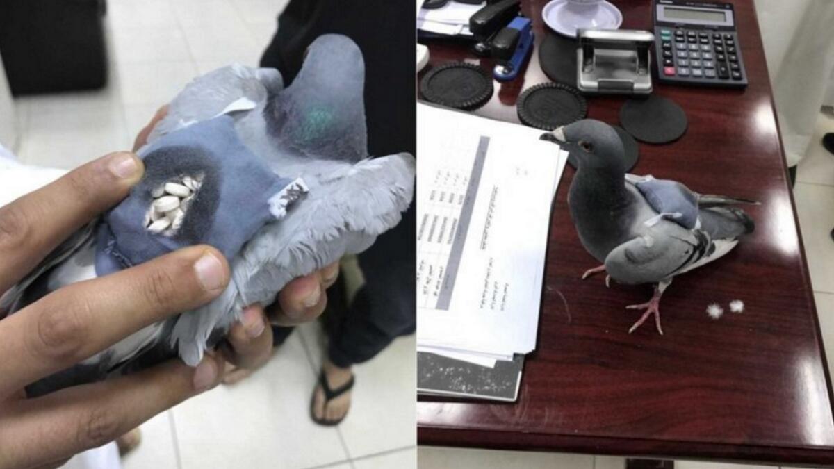 Pigeon caught smuggling drugs in Kuwait