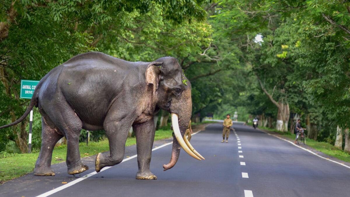 A wild elephant crosses a road following the flooding in the low-lying areas of the Kaziranga National Park, in Nagaon district, Assam. Photo: PTI