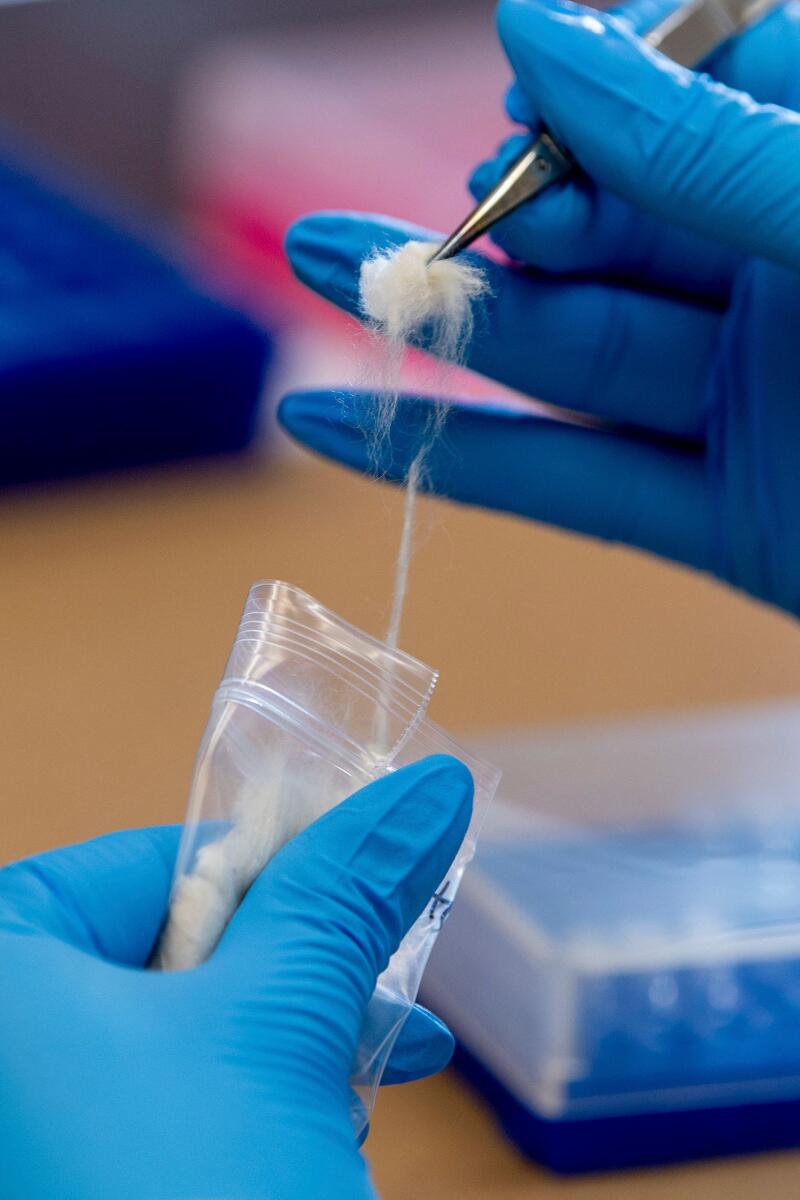 Cotton being tested at Applied DNA Sciences to determine its origins, at the Long Island High Technology Incubator in Stony Brook, New York on March 10, 2023. (Johnny Milano/The New York Times)