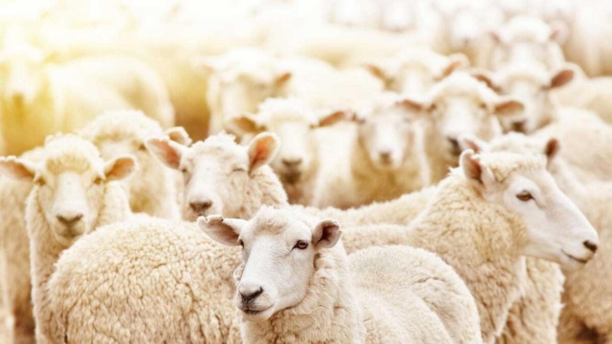 Workers steal 9 sheep in Dubai, sell them at Sharjah market