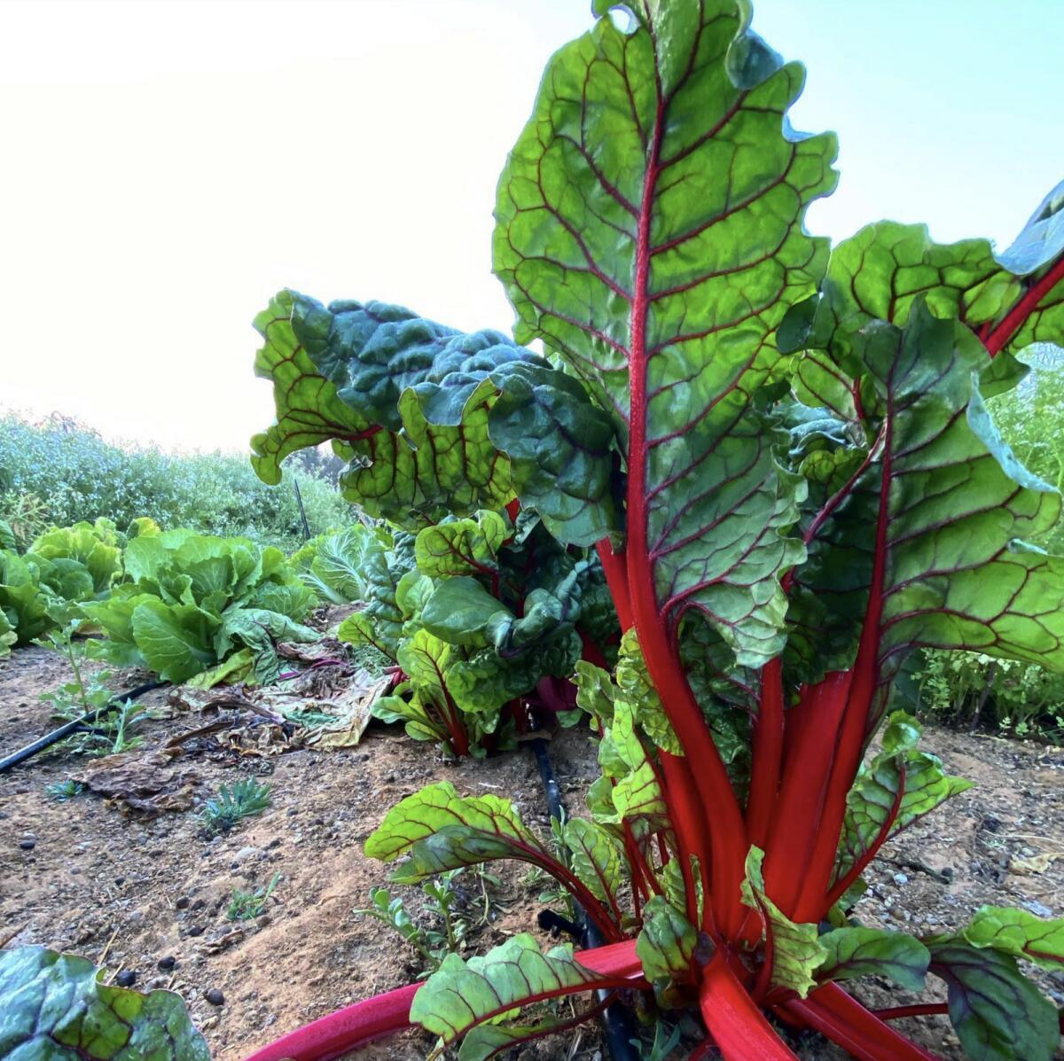 Photo: the.organicfarm/Instagram