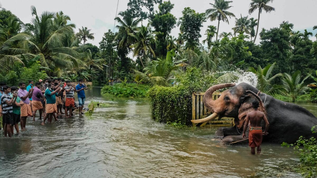 Residents take pictures of a mahout bathing an elephant in a flooded area caused by heavy torrential rains, on the eve of World Elephant Day 2020, in Kottayam district, Kerala. Photo: PTI