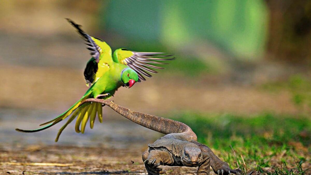 MARKING TERRITOR Y: A parakeet attacking a lizard at the Keoladeo National Park.