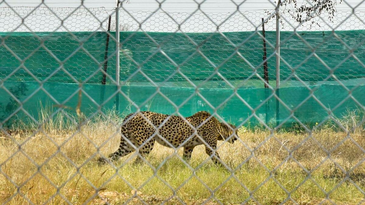 A cheetah from South Africa after being released into quarantine enclosure at the Kuno National Park in Sheopur district on Saturday. — PTI