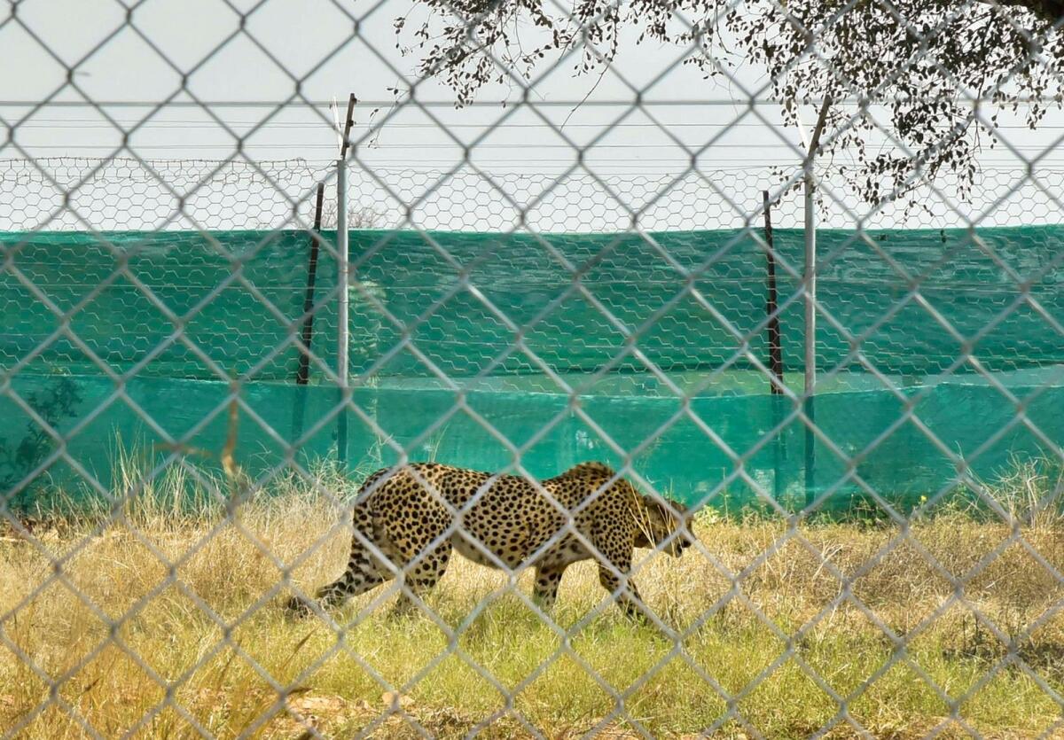 A cheetah from South Africa after being released into quarantine enclosure at the Kuno National Park in Sheopur district on February 18, 2023. — PTI