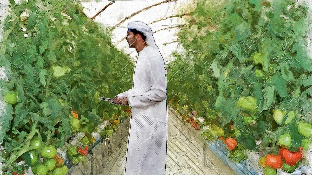 The UAE has a long history of growing food and grazing livestock.