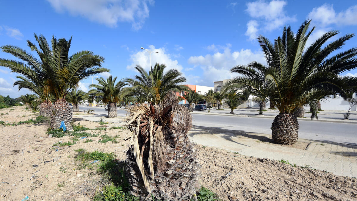 Tunisia fights palm-killing bugs threatening its date export