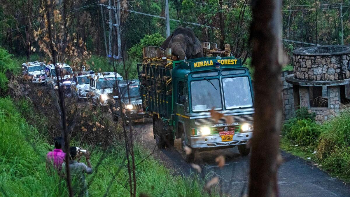 Forest officials transporting the elephant in Idukki district. — AFP