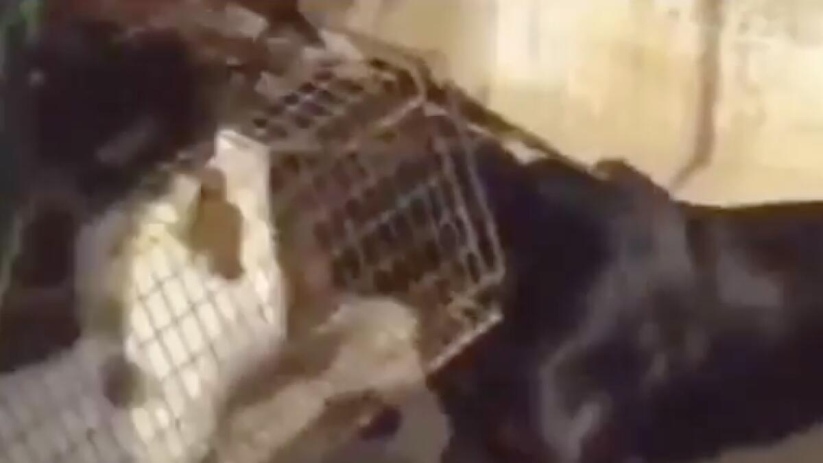 Watch: Man feeds cat to dogs in UAE
