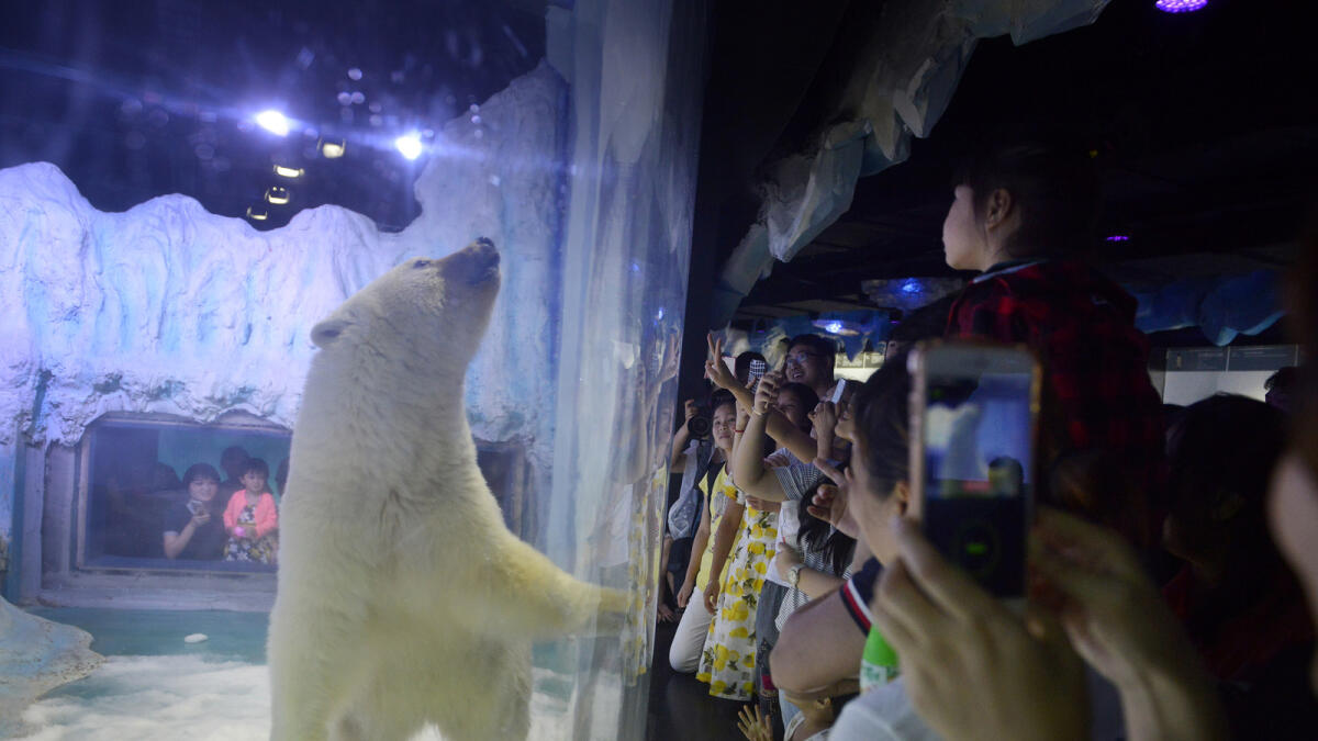 This picture taken on July 24, 2016 shows visitors taking photos of a polar bear inside its enclosure at the Grandview Mall Aquarium in the southern Chinese city of Guangzhou. A Chinese aquarium holding a forlorn-looking polar bear named Pizza said on September 20 it has 'no need' for foreign interference, after activists offered to move the animal to a British zoo. AFP
