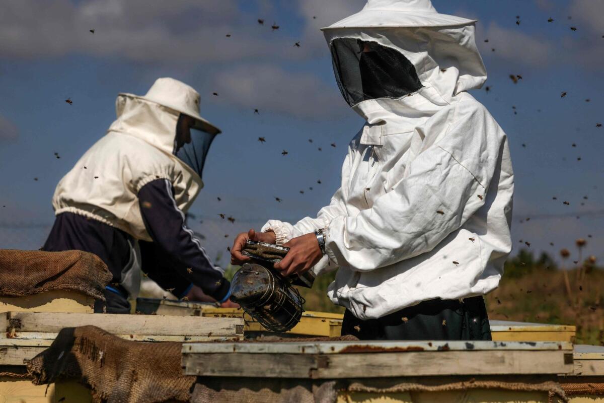 Palestinian beekeeper Miassar Khoudair (R), 29, and her work partner, use a bee smoker as they check beehives at the apiary, east of the Jabalia camp in the northern Gaza strip, on April 30, 2023. Photo: AFP