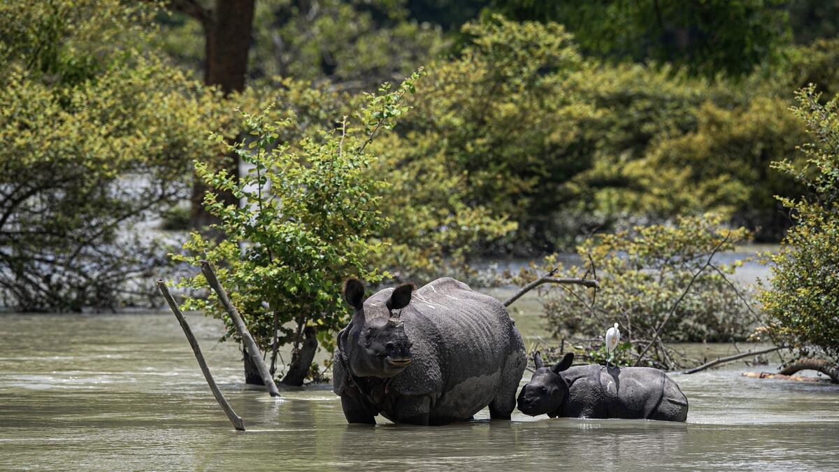 A one horned rhinoceros and a calf wades through flood water at the Pobitora wildlife sanctuary in Assam, India. (AP)