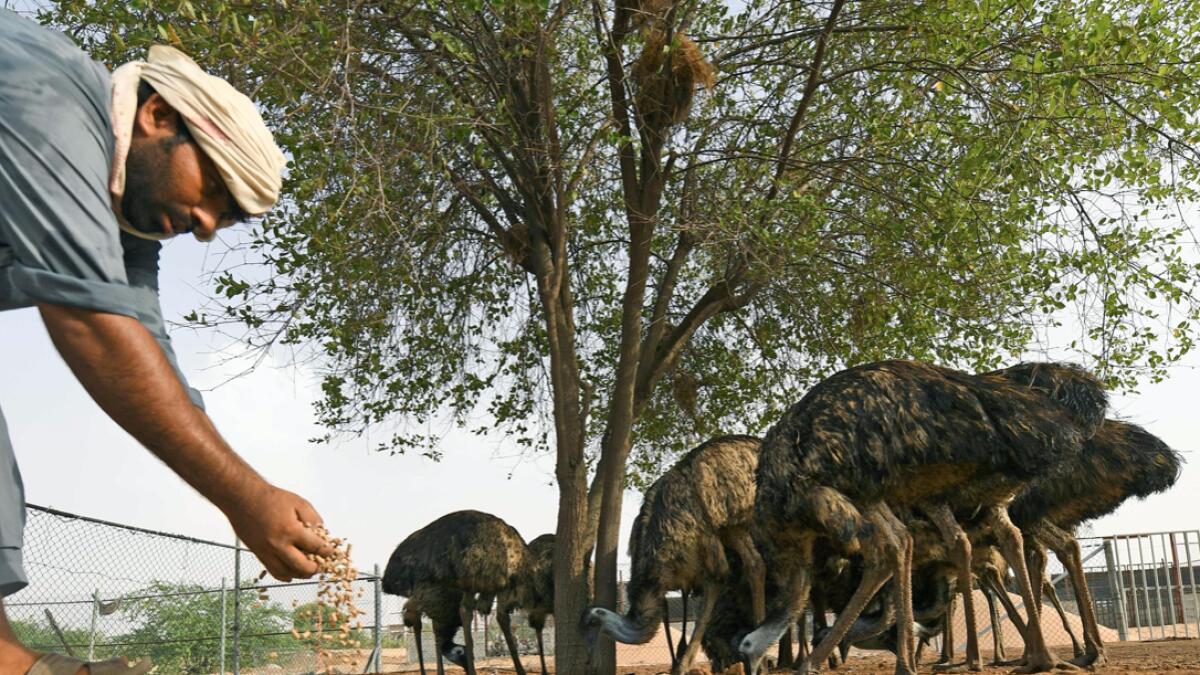 A worker feeds ostriches at a Zoo in Dubai's Al Awir town. Photo: AFP