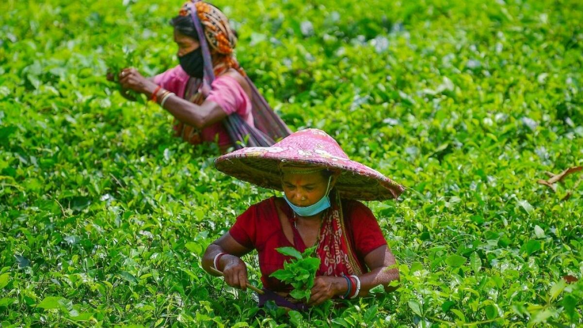 Nepal has seen a 30-40 per cent decline in its tea harvest compared with a year ago. - PTI