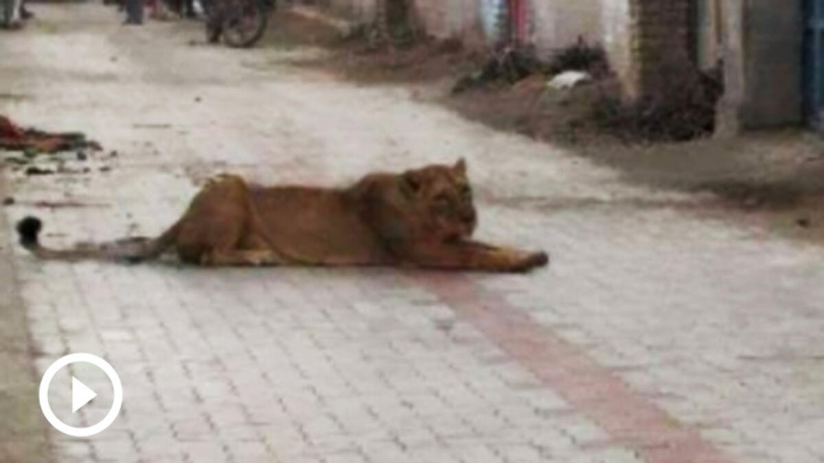 WATCH: Lioness brings Indian city to a roaring halt