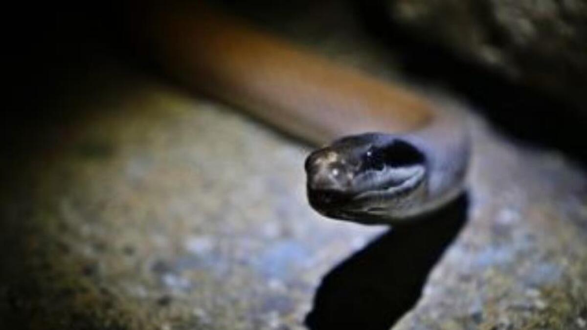 Snakes head cut off with pocket knife to rescue woman 