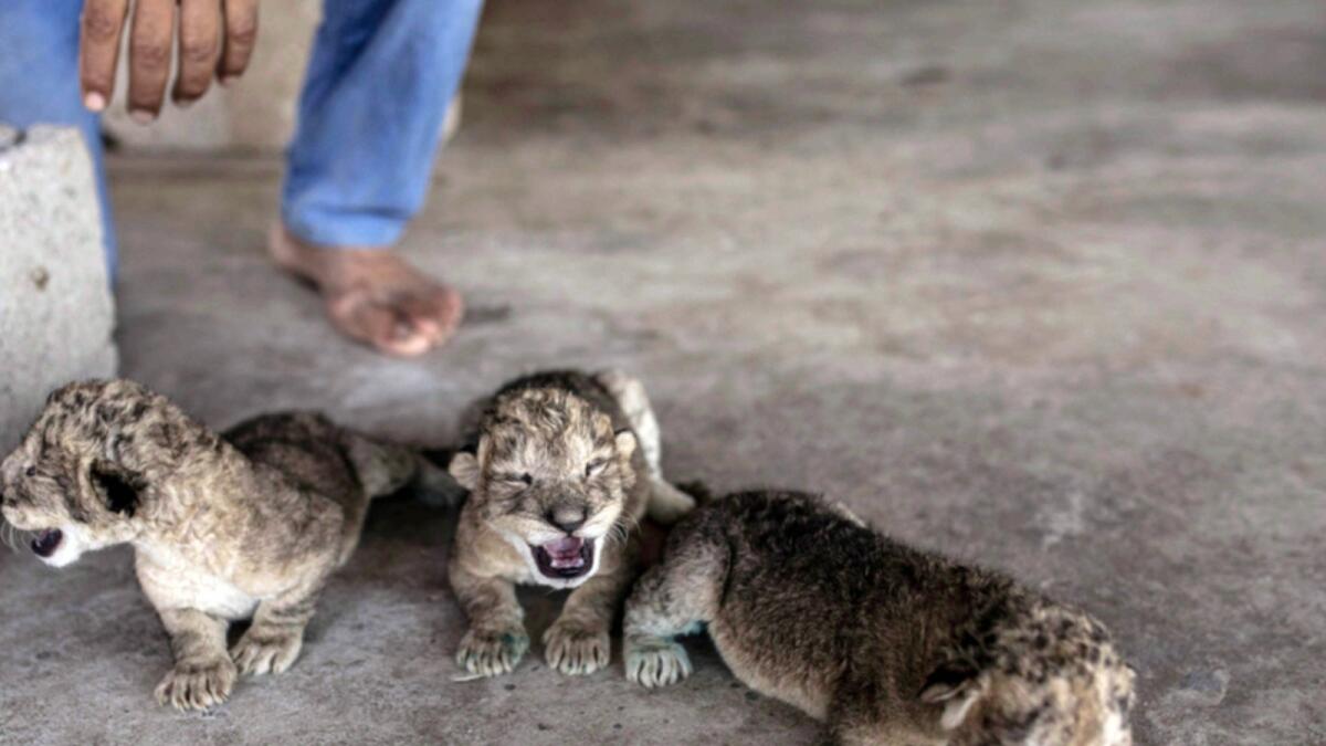 Three newborn lion cubs are displayed at Nama zoo in Gaza City. — AP