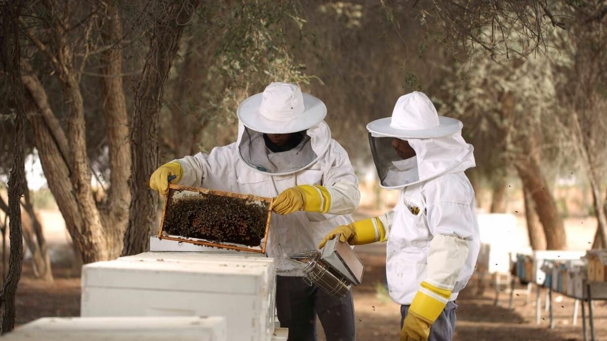 World Bee Day, uae, abu dhabi, honey, bees, beekeeping, Abu Dhabi Agriculture and Food Safety Authority