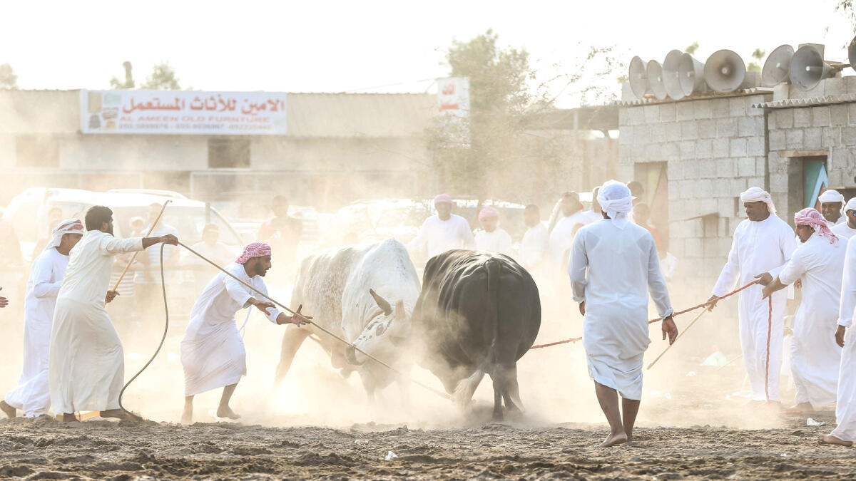 A bullish tradition kept alive in UAE