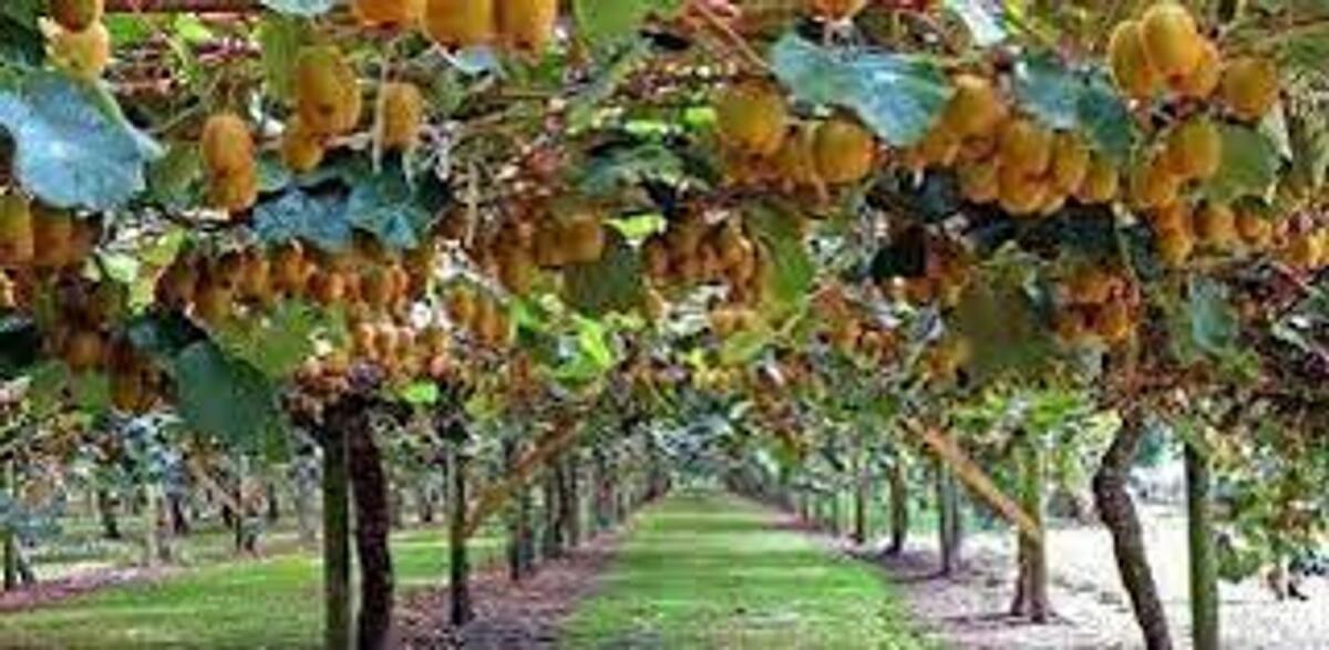 At present, kiwifruit planting area reached 28,800 hectares in Pakistan after successful trails of imported kiwi plants at various locations in KP, Islamabad and the Punjab.