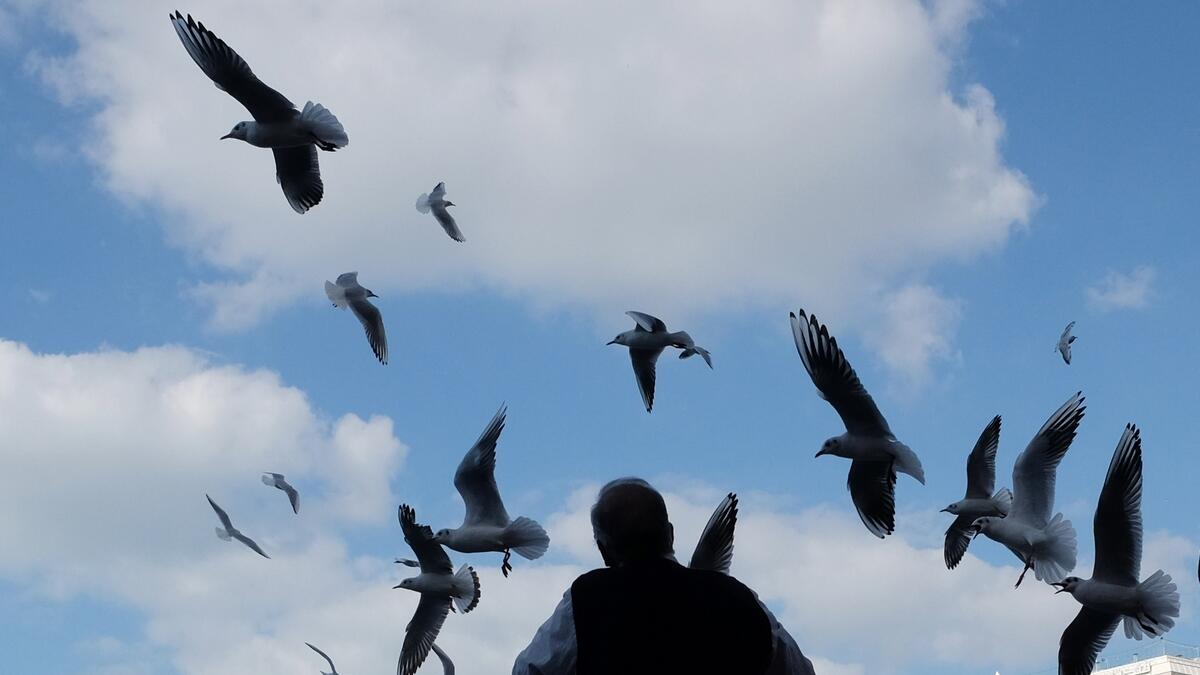 Where do they live: Seagulls live in colonies that consist of few pairs of birds or a couple of thousands of birds.